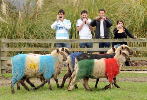 NZ sheep